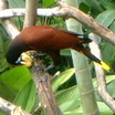 Montezuma Oropendola